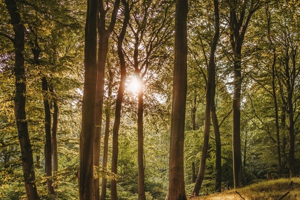 Wandel der Bestattungskultur Wandel der Bestattungskultur